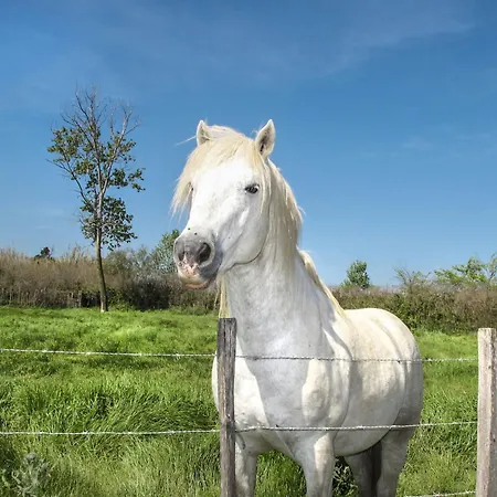Apartment Posidonie Bodri - Pigna By Interhome *